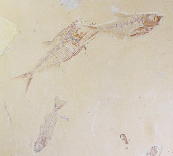 Bargain Diplomystus and Knightia Plate - x #19987